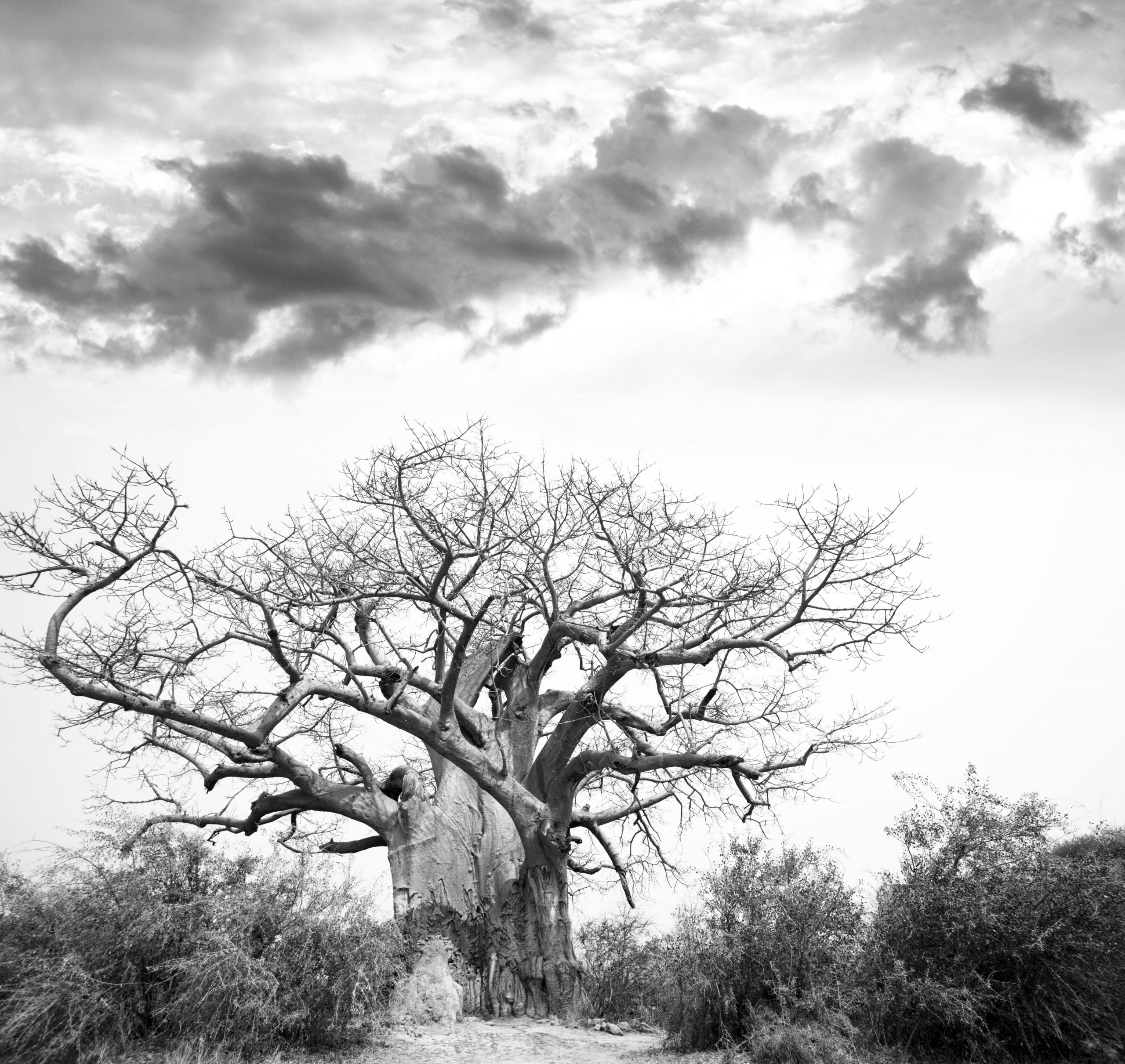 Baobab Tree Art Print Overberg Interiors