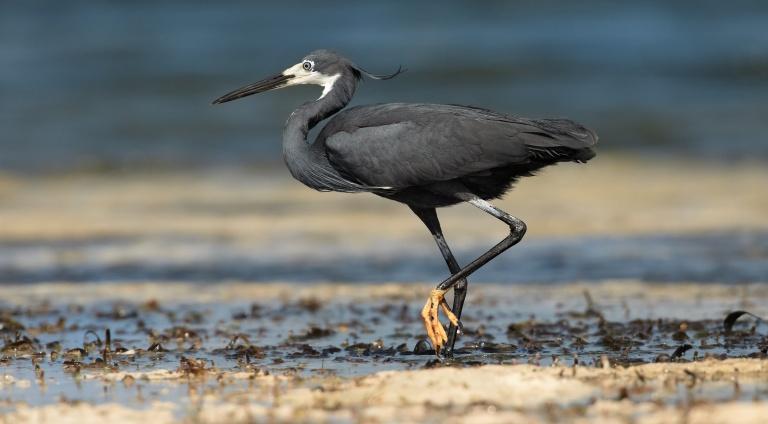 Black Egret Photographic Print