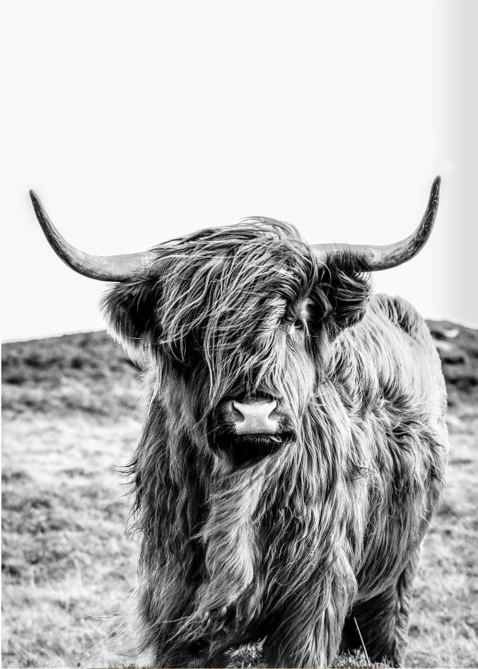 Very Bully - Photographic Print